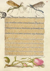 Crested Crane Fly, Insect, and French Rose (1561–1596)