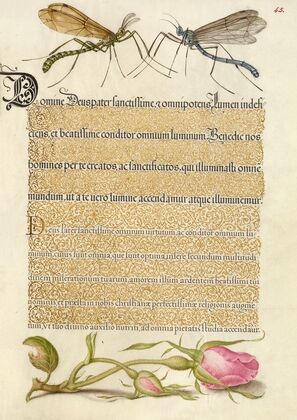 Crested Crane Fly, Insect, and French Rose (1561–1596)
