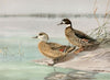 Crested Duck, Bronze-Winged Duck (1922-1926)