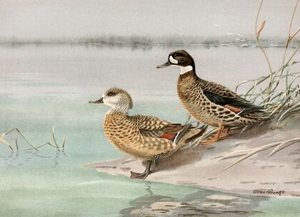 Crested Duck, Bronze-Winged Duck (1922-1926)
