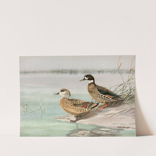 Crested Duck, Bronze-Winged Duck (1922-1926) by Allan Brooks