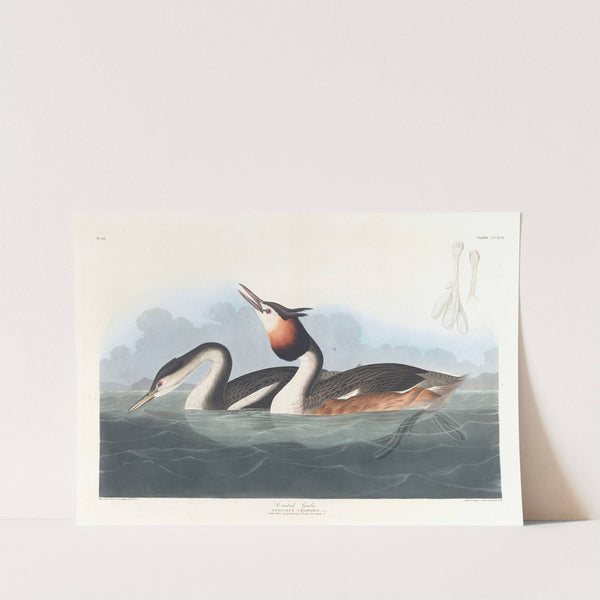 Crested grebe by John James Audubon