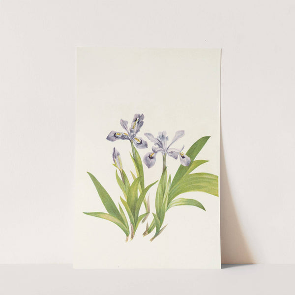 Crested Iris. (Iris cristata) (1925) by Mary Vaux Walcott