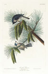 Crested titmouse