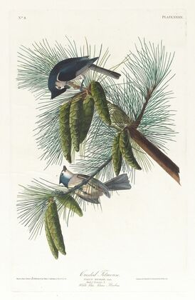 Crested titmouse