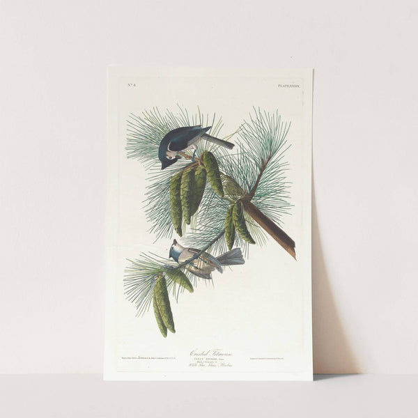 Crested titmouse by John James Audubon