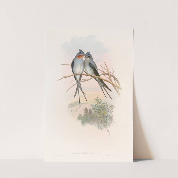 Crested Tree-Swift by John Gould