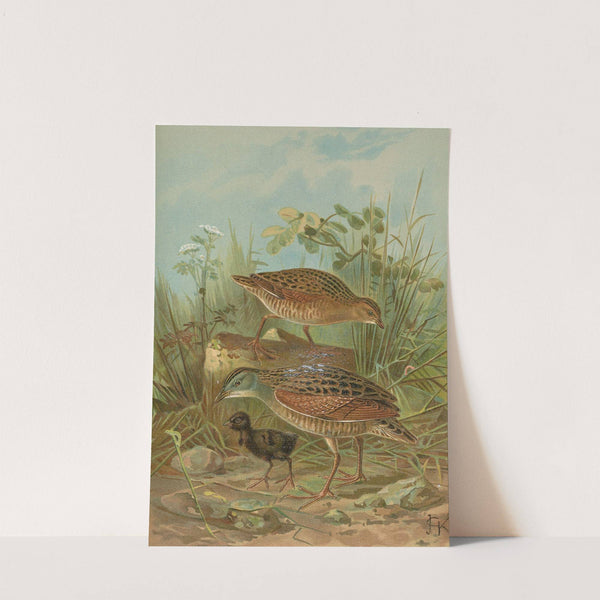 Crex crex by Johann Friedrich Naumann