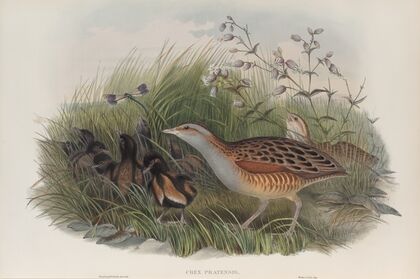 Crex pratensis. Land-Rail, or Corn Crake. (1862-1873)