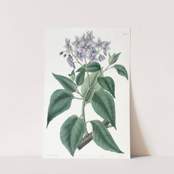 Crimped-leaved Solanum by Sydenham Edwards