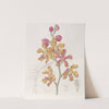 Crimson and Yellow Vanda by Sydenham Edwards