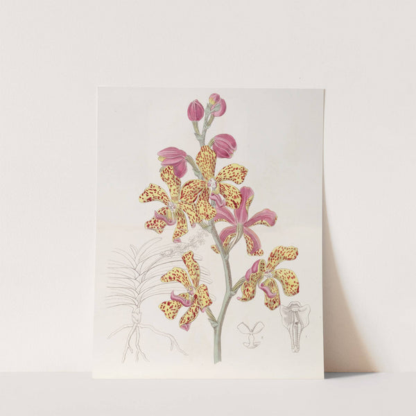 Crimson and Yellow Vanda by Sydenham Edwards