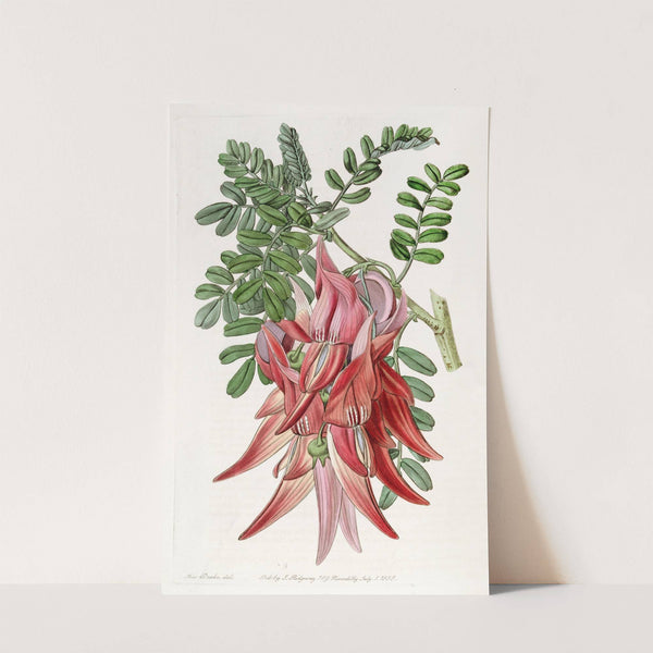 Crimson Glory-pea by Sydenham Edwards