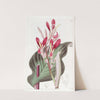 Crimson-leaved Canna by Sydenham Edwards
