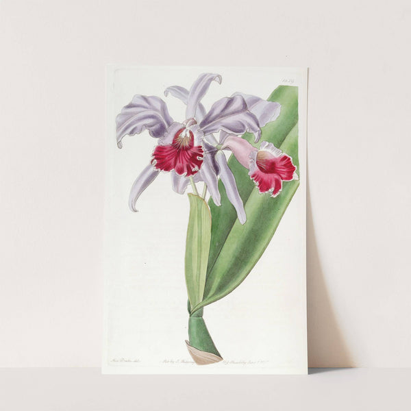 Crimson-lipped Cattleya by Sydenham Edwards