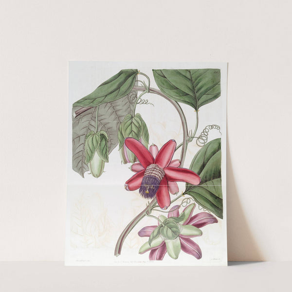 Crimson Passion-flower by Sydenham Edwards