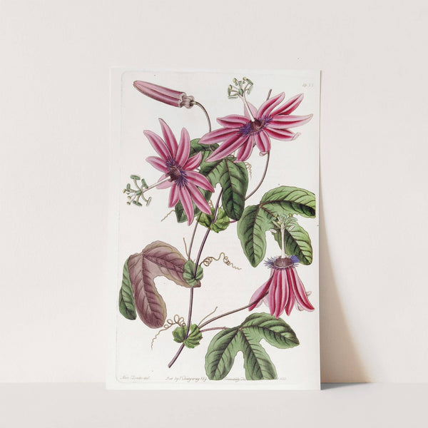 Crimson Passionflower by Sydenham Edwards