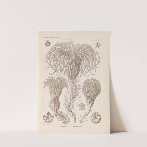 Crinoidea. - Palmensterne by Ernst Haeckel