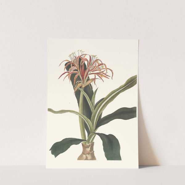 Crinum Hybridum, Pedunculatum And Zeylanicum by Priscilla Susan Bury