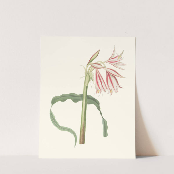 Crinum Ornatum by Priscilla Susan Bury