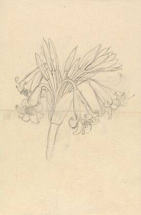 Crinum Schimperi