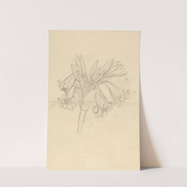 Crinum Schimperi by Luigi Balugani