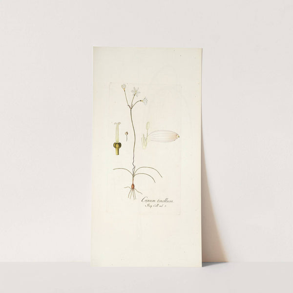 Crinum tenellum by Nikolaus Joseph Freiherr von Jacquin
