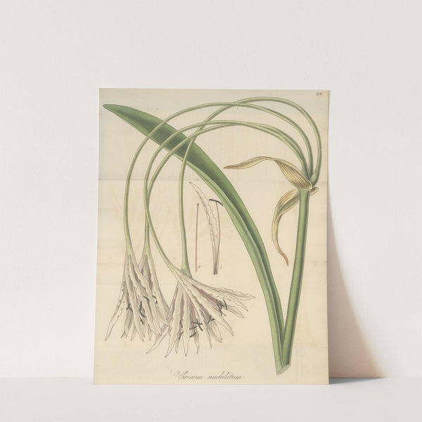 Crinum undulatum by William Jackson Hooker