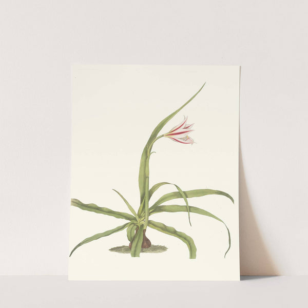 Crinum Yuccæides by Priscilla Susan Bury