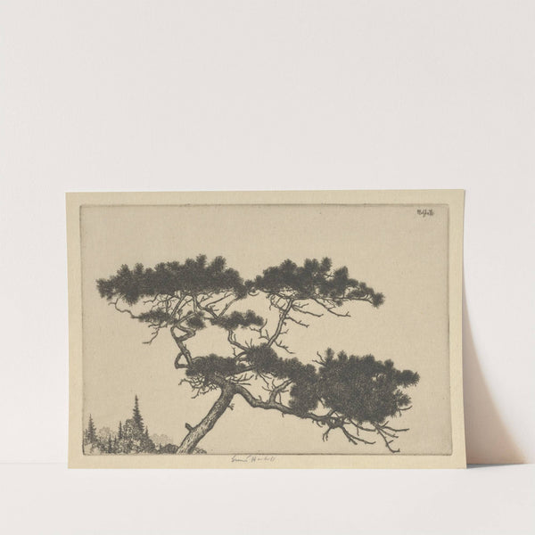 Crippled Pine (between 1900 and 1925) by Ernest Haskell