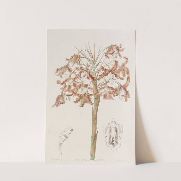 Crisp-flowered Schomburgkia by Sydenham Edwards