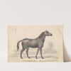 Crisp-Haired Horse, Primeval Black Stock (1837) by Charles Hamilton Smith