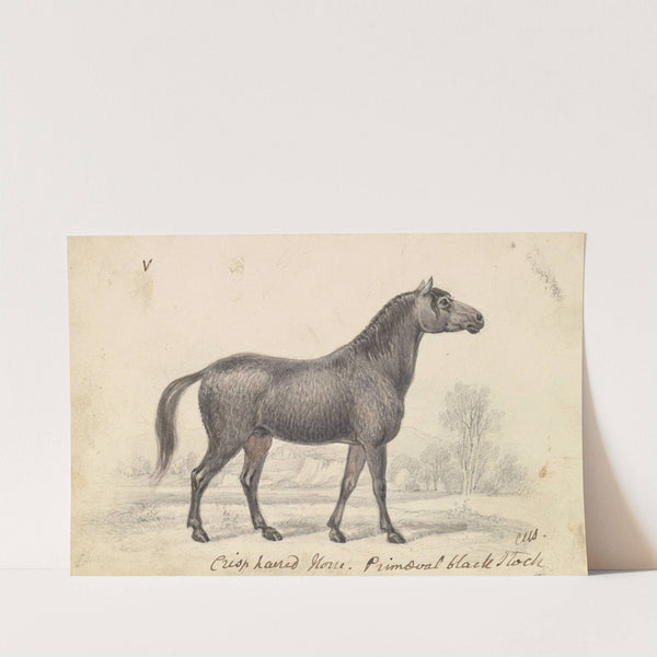 Crisp-Haired Horse, Primeval Black Stock (1837) by Charles Hamilton Smith