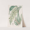 Crisped Sweet-scented Rodriguezia by Sydenham Edwards