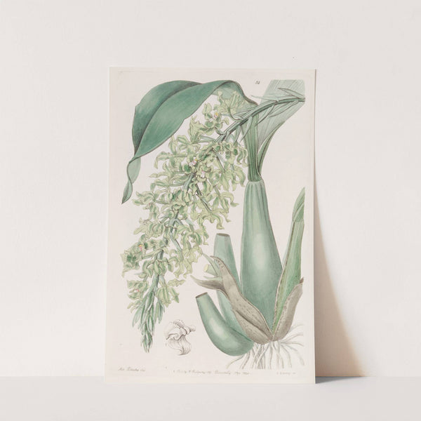 Crisped Sweet-scented Rodriguezia by Sydenham Edwards