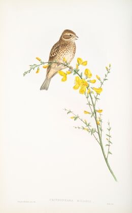 Crithophaga miliaria. Common Bunting. (1862-1873)
