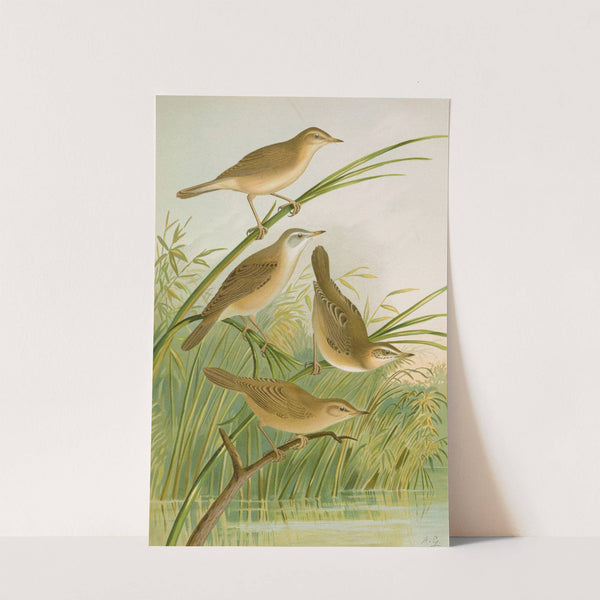 crocephalus streperus, streperus horticolus, palustris, palustris fruticolus by Johann Friedrich Naumann