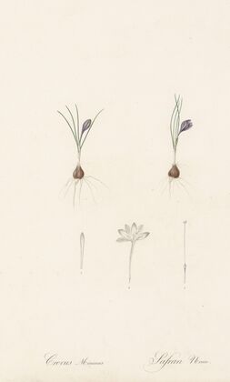 Crocus minimus (1802-1816)