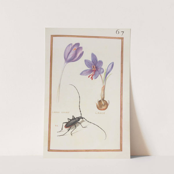 Crocus vernus ; crocus (1624) by Daniel Rabel