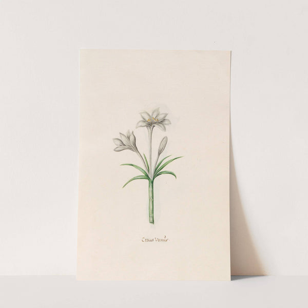 Crocus Vernüs (1692) by Magdelena Rosina Funck