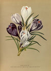 Crocus Vernus. Var. (1872-1881)