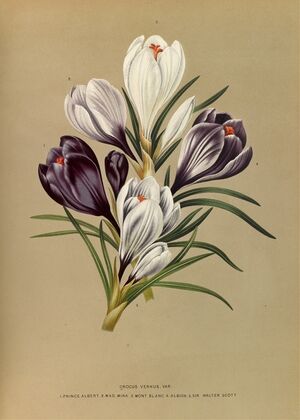 Crocus Vernus. Var. (1872-1881)