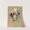 Crocus Vernus. Var. (1872-1881) by Arentina Hendrica Arendsen