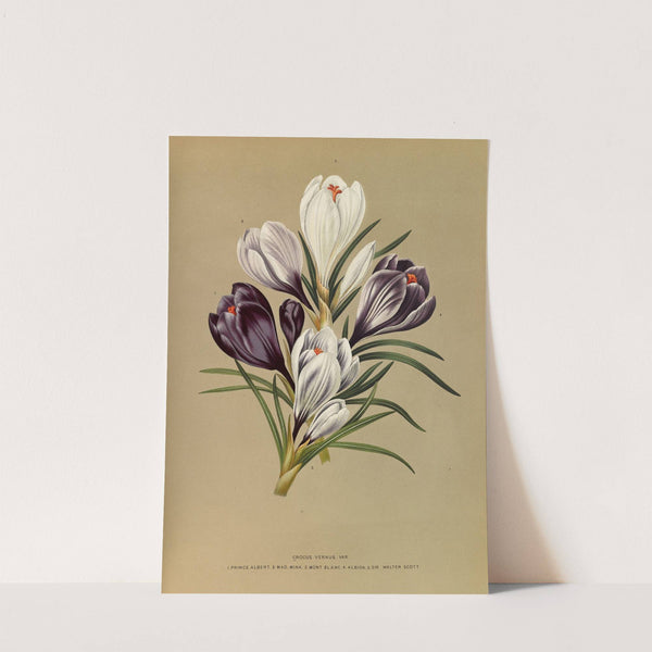Crocus Vernus. Var. (1872-1881) by Arentina Hendrica Arendsen