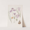 Crocuses. by Sydenham Edwards