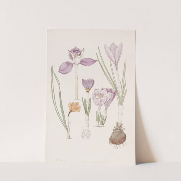 Crocuses. by Sydenham Edwards