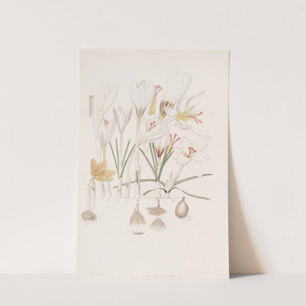 Crocuses (1815-1819) by Sydenham Edwards