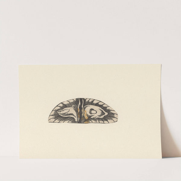 Cross section of bladder by Lucas Kilian