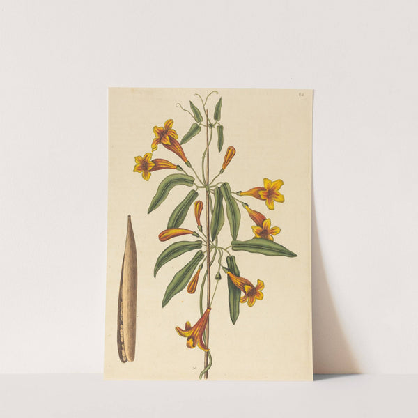 Cross-vine (Bignonia capreolata) by Mark Catesby