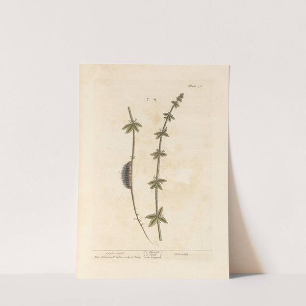 Cross-wort by Elizabeth Blackwell